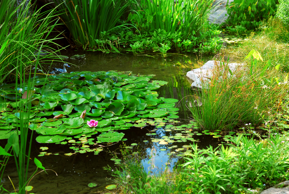 Koi pond cleaning Kent - healthy fish and clear water